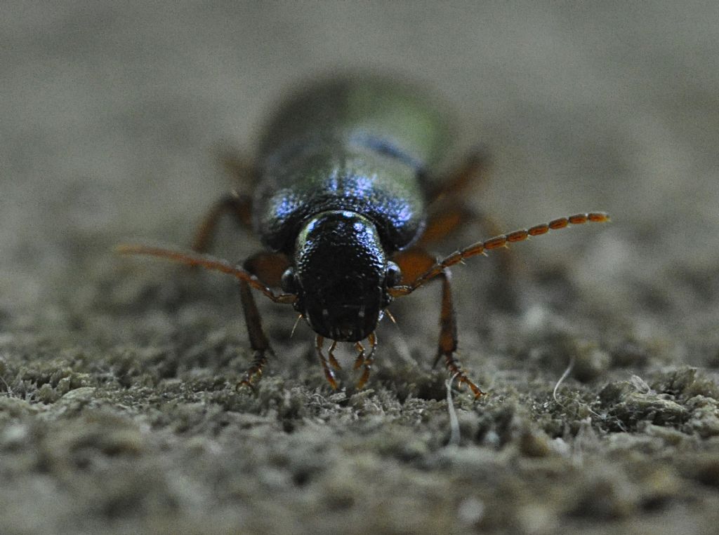 Carabidae 